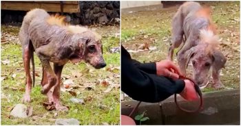 Naked Puppy’s Arduous Rescue Results In A Dazzling Transformation