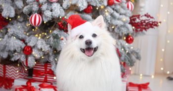 The Best Black Friday Deals for Dogs and Dog Lovers on Your List