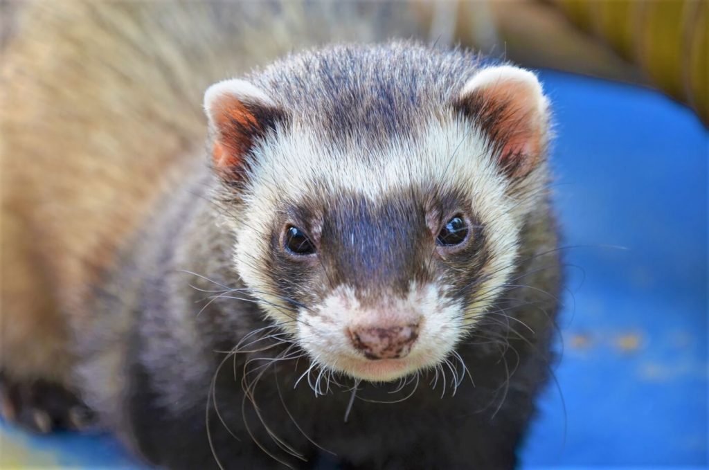 Victory! Army Ends Brain-Damage Testing on Ferrets at Wayne State Following Pressure From PETA