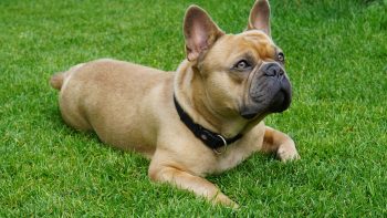 Are French Bulldogs Safe in Cold Weather?