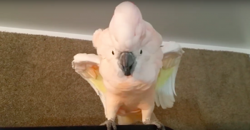 Cockatoo ‘Refused’ To Go To Her Cage, Throws Hilarious Temper Tantrum