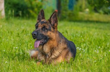 What’s The Best Age to Spay a Female German Shepherd?