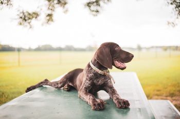 Are German Shorthaired Pointers Safe in Cold Weather?