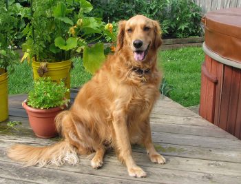 Are Golden Retrievers Safe in Cold Weather?