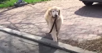 Senior Dog Grabs His Leash Every Day To Go See His Favorite Person