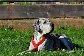How Much Does a Great Dane Bark?