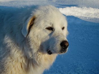 Can a Great Pyrenees Live in An Apartment?