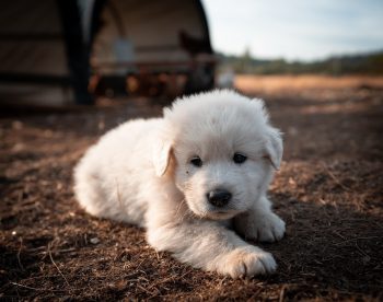 Are Great Pyrenees Good with Kids?