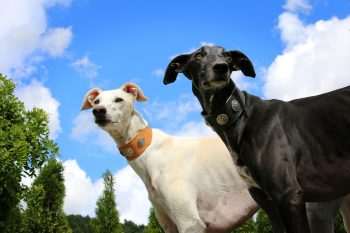 Are Greyhounds Good with Kids?