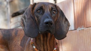 Can a Bloodhound Live in An Apartment?