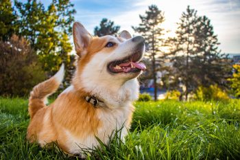 8 Best Supplements for Dog Incontinence