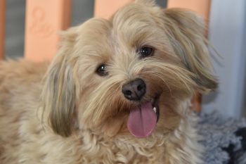 What’s The Best Age to Neuter a Male Havanese?