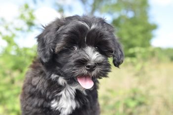 How Much Does a Havanese Bark?