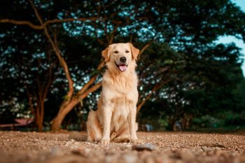 7 Best Dog Brushes for Golden Retrievers