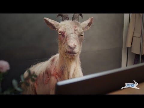 How Much Will Your Black Friday Haul Cost? ‘Too Much,’ Animals Say in New Charleston PETA Campaign