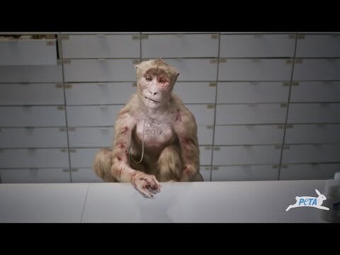 ‘Too Graphic’: San Antonio TV Stations Run Controversial PETA Ad Aimed at Monkey Laboratory