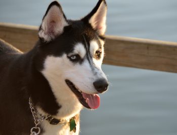 Ideal Diet for Huskies – The Ultimate Husky Feeding Guide