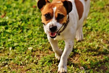 How Much Does a Jack Russell Bark?