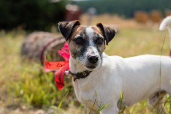 Are Jack Russells Good with Kids?