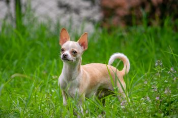 What’s The Best Age to Neuter a Male Chihuahua?