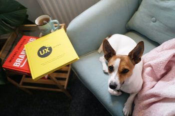 Can a Jack Russell Live in An Apartment?