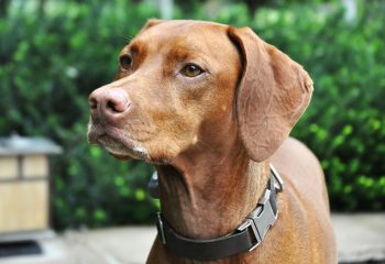 Are Vizsla Safe in Cold Weather?