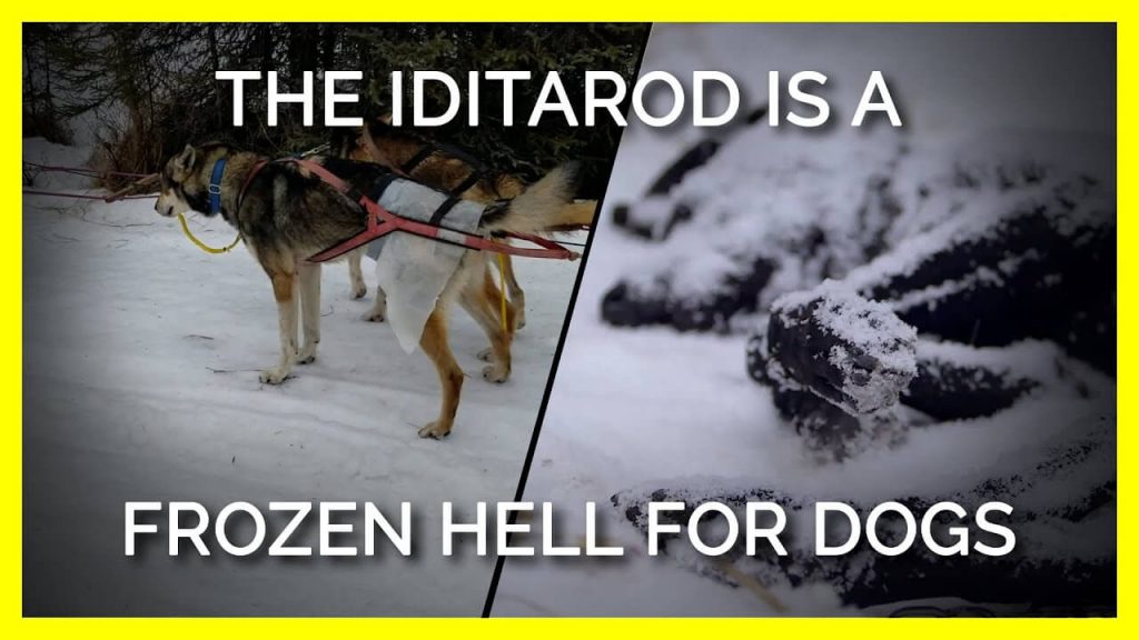 Liberty Media, STOP Sponsoring the Iditarod: How PETA Is Making It Happen