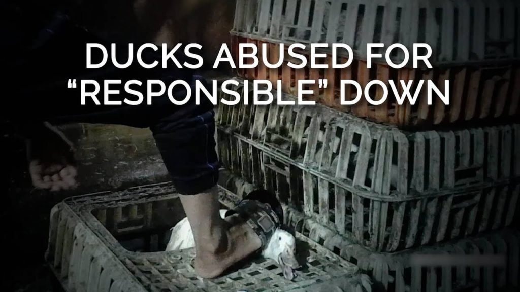 PETA Sends a ‘Bloody’ Reminder to H&M’s CEO That Birds Suffer for Down