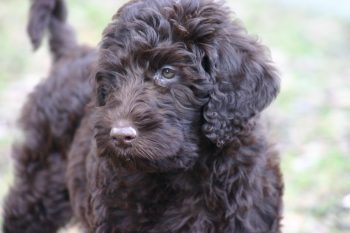What’s The Best Age to Spay a Female Labradoodle?