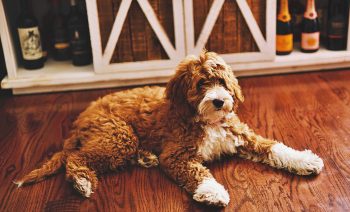 Are Goldendoodles Safe in Cold Weather?