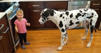 Little Girl Tries To Teach Her Great Dane To Sit For Treats And She’s ‘Thrilled’ When It Works