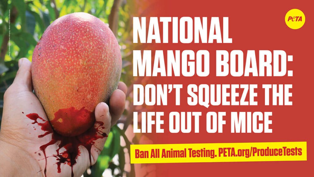 Mice Mutilated for Mangoes? PETA Blasts National Board Over Animal Tests