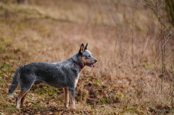 Are Australian Cattle Dogs Safe in Cold Weather?