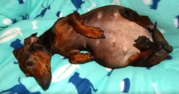 Breeders Dump Paralyzed Dog Because Her Next Delivery Would Be Expensive