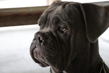 Can a Mastiff Live in An Apartment?