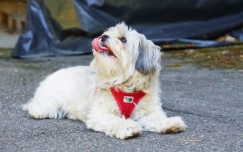 How Much Exercise Does a Havanese Need?