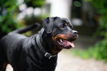 Are Rottweilers Safe in Cold Weather?