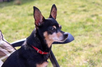 What’s The Best Age to Spay a Female Miniature Pinscher?