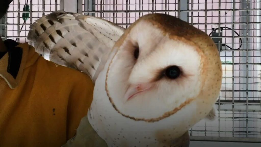 ‘Talk to Me. Stop Torturing Owls’: Over 1,000 PETA Supporters Issue Urgent Plea to JHU