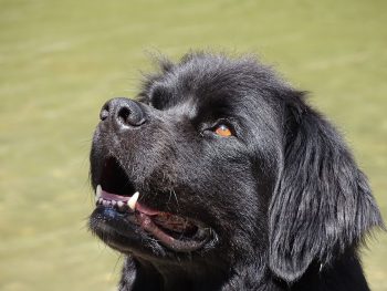 What’s The Best Age to Neuter a Male Newfoundland?