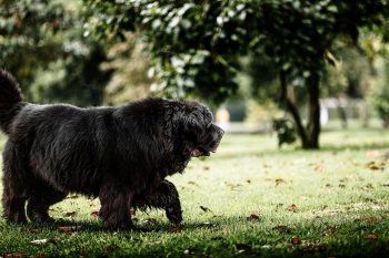 How Often Do You Need a Groom a Newfoundland?