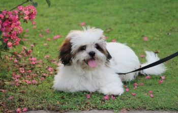 Can a Lhasa Apso Live in An Apartment?