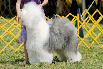 Can An Old English Sheepdog Live in An Apartment?