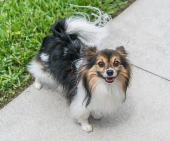 What’s The Best Age to Spay a Female Papillon?