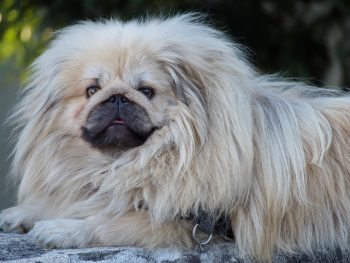 What’s The Best Age to Neuter a Male Pekingese?