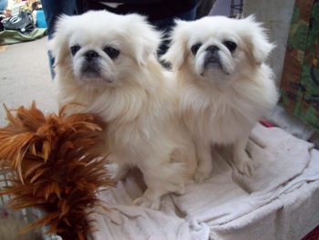 How Much Exercise Does a Pekingese Need?