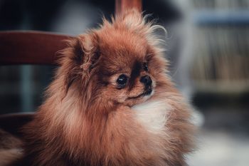 Are Pekingese Safe in Cold Weather?