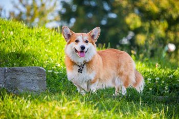 How Often Do You Need a Groom a Corgi?