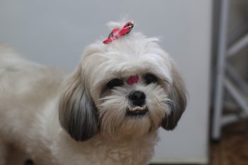 What’s The Best Age to Spay a Female Shih Tzu?