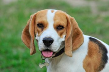 What’s The Best Age to Spay a Female Beagle?